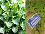 विभिन्न रोगों में लाभदायक गिलोय की पत्‍तियां