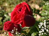 घर में लगाए जाने वाले लकी पौधे 