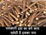 मुलेठी है हर रोग की दवा 