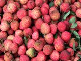  लीची खाने के स्‍वास्‍थ्‍य लाभ 