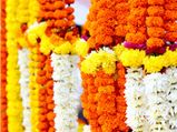हर शुभ अवसर पर हम क्‍यूं करते हैं फूलों का प्रयोग? 