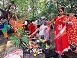 भारत में लोग पेड़ों की पूजा क्यों करते हैं? 