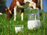   जाने दूध पीने का नुकसान, खासतौर पर गाय का  