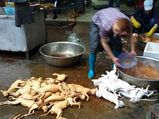 चीन का यूलीन डॉग फेस्‍टिवल, जिसमें शौक से लोग खाते हैं कुत्‍ते का मांस 