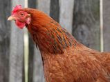 क्‍या Broiler Chicken स्‍वास्‍थ्‍य के लिए खतरनाक है? 