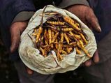 ‘हिमालया वियाग्रा’ कहे जाने वाले इस कीड़े की लाखों में है कीमत