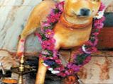 इस राज्य में होती है कुत्ते की पूजा, जानिए कहां है कुकुरमंदिर...
