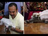 ये कैसी दीवानगी है..  इस देश के मेयर ने मगरमच्छ से रचाई शादी...
