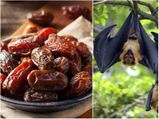  Nipah Virus:  WHO ने किया सावधान, भूलकर भी न खाएं ये 3 फल 