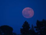 Strawberry Moon 2018: दूधिया रोशनी नहीं गुलाबी चांदनी बिखेरेगा आज 'स्‍ट्रॉबेरी मून'