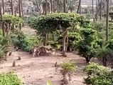  वीडियो में देखिएं, कैसे बंदरों के झुंड ने 25 फीट गहरे कुएं में गिरे तेंदुए को बचाया! 