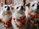 नेपाल में क्यों मनाया जाता है डॉग फेस्टिवल, जानें इस अनोखी परम्परा के बारे में