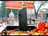 शनिश्चरी अमावस्या पर लगाएं ये खास पौधा, कालसर्प से लेकर शनिदोष से मिलेगी राहत