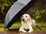 Pet Care: बार‍िश में पैट्स को लेकर न बरतें जरा सी भी लापरवाही, जाने इस मौसम कैसे करें केयर 