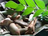  घावों को भरने से लेकर ब्रेस्‍टमिल्‍क बढ़ाने का काम करती है इमली की पत्तियां, जानें घरेलू नुस्खे 