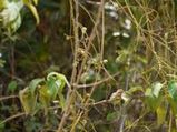 बवासीर और गंजेपन का इलाज है 'अमर बेल', जानें इसके चमत्कारी फायदों के बारे में 