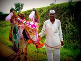 Pola Festival 2021 : छत्तीसगढ़-महाराष्ट्र में पोला तिहार की धूम, भगवान श्रीकृष्ण के बालरूप से है इसका संबंध