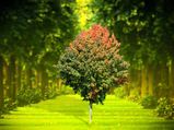 World Earth Day 2022: जानें नष्ट होती पृथ्वी को बचाने की ये मुहिम कैसे हुई शुरू