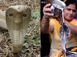 Nag Panchami 2022 Wishes: नाग पंचमी के शुभ मौके पर अपनों को भेजें ये प्रेम भरे संदेश 