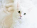 International Cat Day: बिल्लियों के बारे में कुछ दिलचस्प फैक्ट्स, जो शायद आप ना जानतें हों 