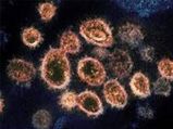 Langya Henipavirus: चीन में मिला नए वायरस लैंग्या से  35 हुए बीमार, जानिए क‍ितना खतरनाक है ये वायरस 