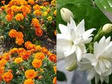 विंटर सीजन में खिलने वाले इन फूलों से पाएं ग्लोइंग स्किन, जानें फेस पैक बनाने की विधि