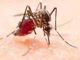 Asian Tiger Mosquito: इस मच्छर के काटने से कोमा में जा सकता है व्यक्ति