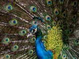 Peacock Feather: वैवाहिक जीवन में खुशहाली के लिए इस जगह रखें मोर का पंख