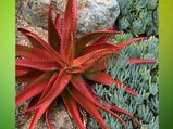 Red Aloe vera Benefits:  गुणों से भरपूर है रेड एलोवेरा, जानिए ब्यूटी और हेल्थ से जुड़े बेनिफिट्स
