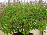 Vastu Tips: तुलसी के पौधे के पास ये चीजें होने से घर में आ सकती हैं नकारात्मकता