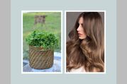 Hair Care: मेथी के पत्तों से बनाएं हेयर कलर, बाल होंगे सॉफ्ट और चमकदार 