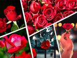 Rose Benefits: कई बीमारियों में गुलाब बना 'संजीवनी', प्यार के साथ सेहत के लिए भी फायदेमंद