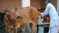 गोमूत्र हान‍िकारक! आयुर्वेद में बताए इसके फायदे, सेवन से पहले इन बातों का रखें ध्यान, नहीं होगा कोई नुकसान