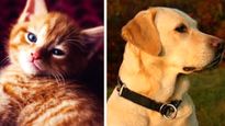 National Pet Day: 5 से 7 सप्ताह में डॉग कर सकते है ब्‍लड डोनेट, ये है पूरा प्रोसेस 