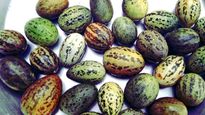 Benefits of Wild Melon: तरबूज का रिश्‍तेदार है ये रेगिस्‍तानी फल, 45 डिग्री में भी शरीर को रखता है ठंडा