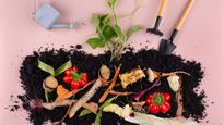 Homemade Fertilizer Recipes: घर पर पौधों के लिए कैसे बनाएं फर्टिलाइजर? जानें यहां 