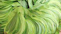 Benefits of Betel Leaves : पान के पत्तों के इन फायदों के बारे में आप नहीं जानते होंगे