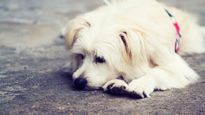 Pet Care: पीरियड्स के दौरान पेट्स को भी चाह‍िए होती है एक्‍स्‍ट्रा केयर, जब हीट साइक‍िल आए तो क्‍या करें