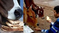 गौ माता को खिलायें एक रोटी और फिर देखे चमत्कार! क्लेश दूर और सुख समृद्धि की होगी भरमार