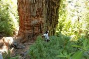Great Grandfather Tree : पृथ्वी के रहस्यों को जाननें वाला ये हैं दुनिया का सबसे पुराना पेड़ 