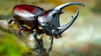 Stag Beetle: लग्जरी कार से लेकर आलिशान बंगले की कीमत पर बिकता है दुनिया का सबसे महंगा कीड़ा