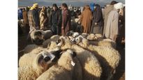 Eid-ul-Azha: क्यों मनाई जाती है बकरीद? किसकी याद में दी जाती है कुर्बानी, जानें  इसकी अहमियत