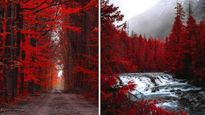 Red Forest: ये जंगल है पूरा लाल, कोई नैचुरल फिनोमिना नहीं बल्कि इंसानों का किया सबसे क्रूर काम है कारण 