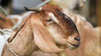Bakrid 2023: इस्लाम में किन लोगों के लिए ज़रूरी है कुर्बानी करना? जानें ईद उल अजहा के रूल्स 
