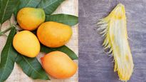 Mango Seeds : आम खाने के बाद गुठली को फेंक‍ने की बजाय स्किन प्रोडक्‍ट की तरह करें यूज, मिलेगा फायदा