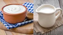 Milk vs Curd: दूध या दही, क‍िस डेयरी प्रोडक्‍ट में होता है ज्‍यादा कैल्शियम? 