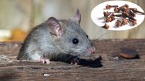Tips For Rat Control :   घर के आसपास भी नजर नहीं आएंगे चूहें, आजमाकर देखें ये 5 घरेलू उपाय 