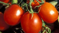  Tomato Price Hike: बाजार में 100 रुपए किलो बिक रहा टमाटर, सड़ने से बचाने के ल‍िए ऐसे करें स्‍टोर 