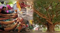 सोमवार के दिन पीपल के पेड़ की पूजा करना होता है शुभ, जानिए बाकी दिन किस पेड़ की करें पूजा