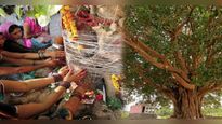 World Environment Day 2023: इस बार पर्यावरण दिवस पर लगाएं अपनी राशिनुसार पौधा